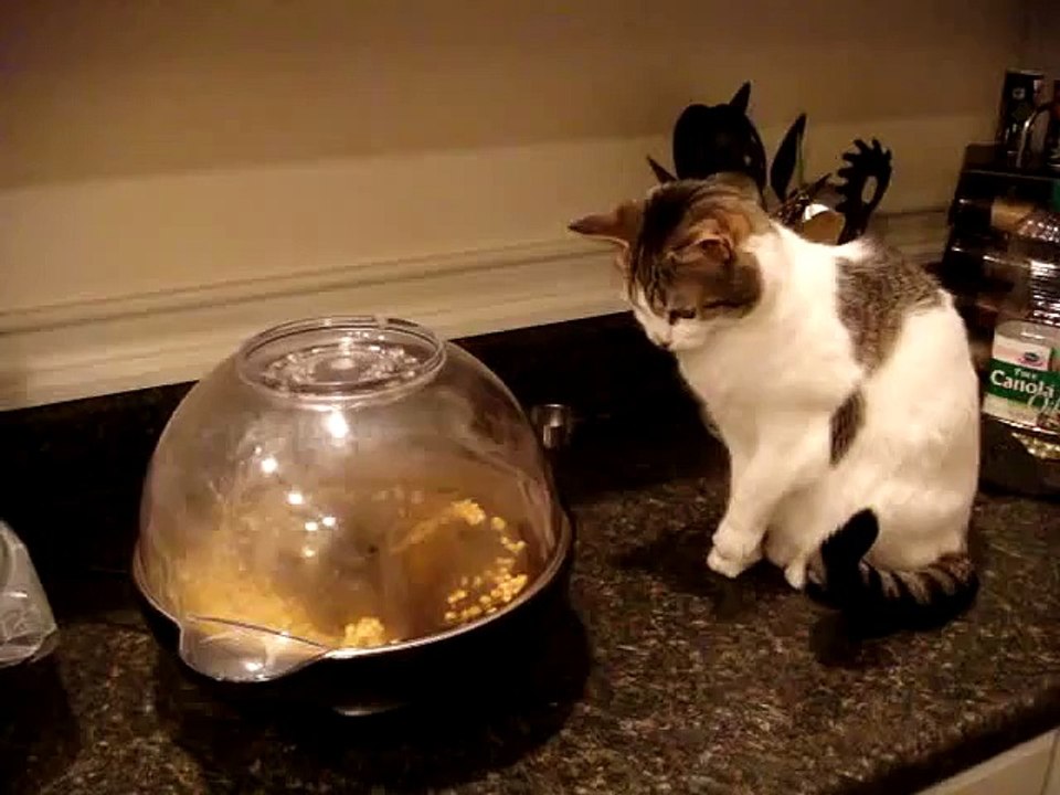 Cat Terrorized by Popcorn