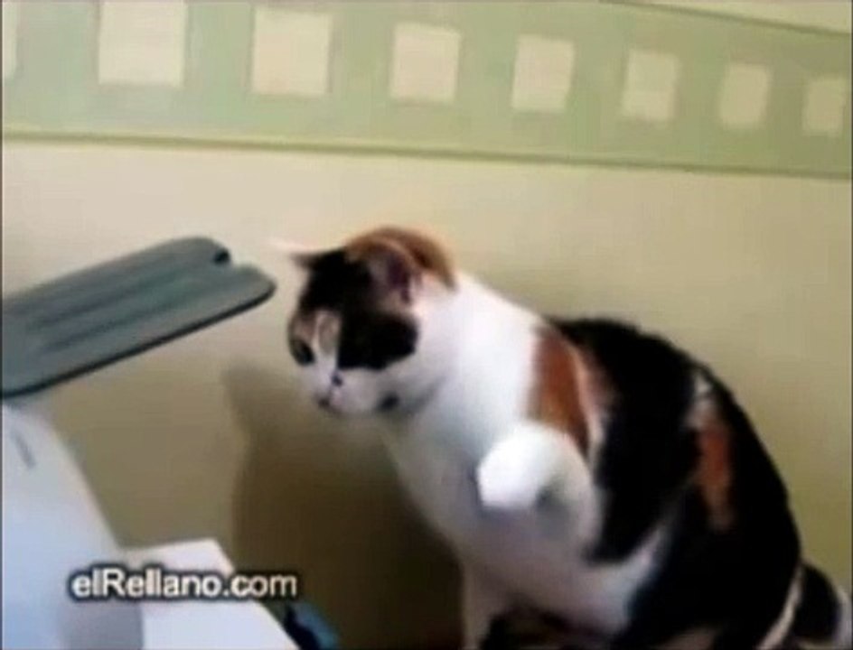 Cat vs Printer - The Translation