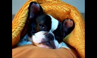 Lazy Animal Compilation 2014 - funny cute Pets