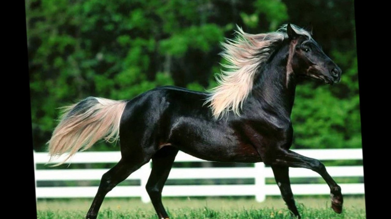 Une bière pour mon cheval