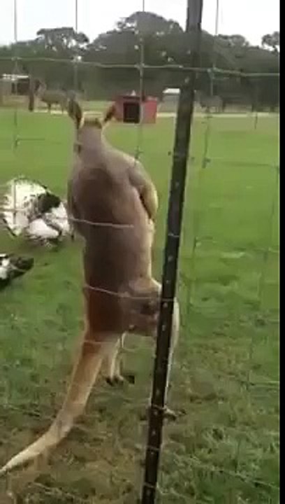 FunnyThis Kangeroo Lifts