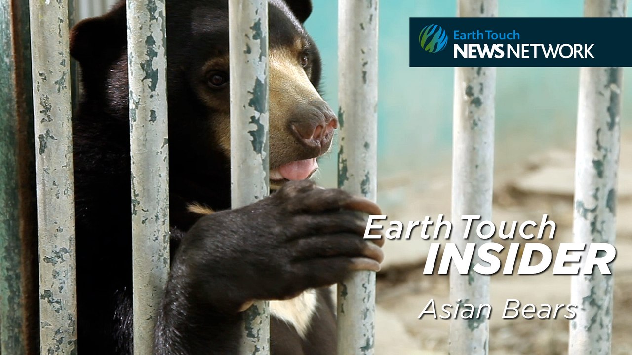 The Plight of Asian Bears Part 1: The Pet Trade