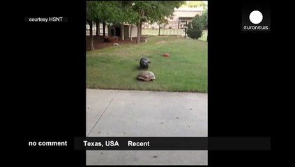 Tortoise and dog playing chase become internet sensations