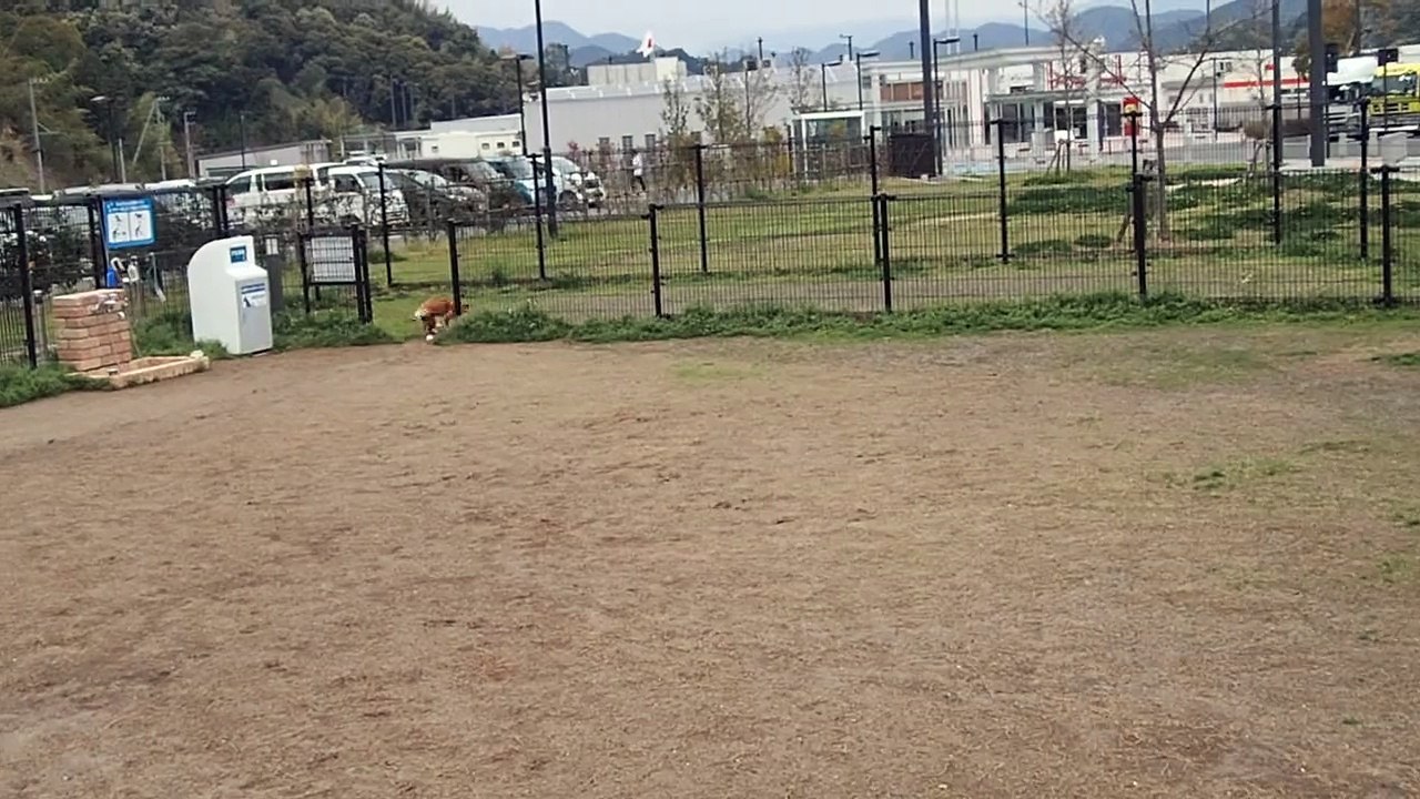 柴犬なつドッグランで走る