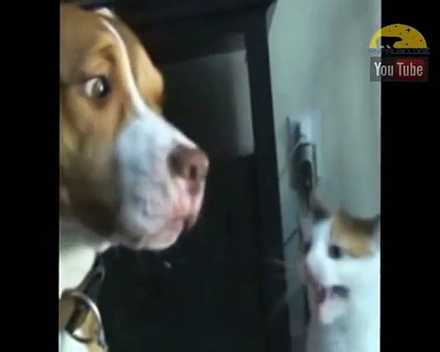 Cats Vs Dogs - Supercut Compilation 2015