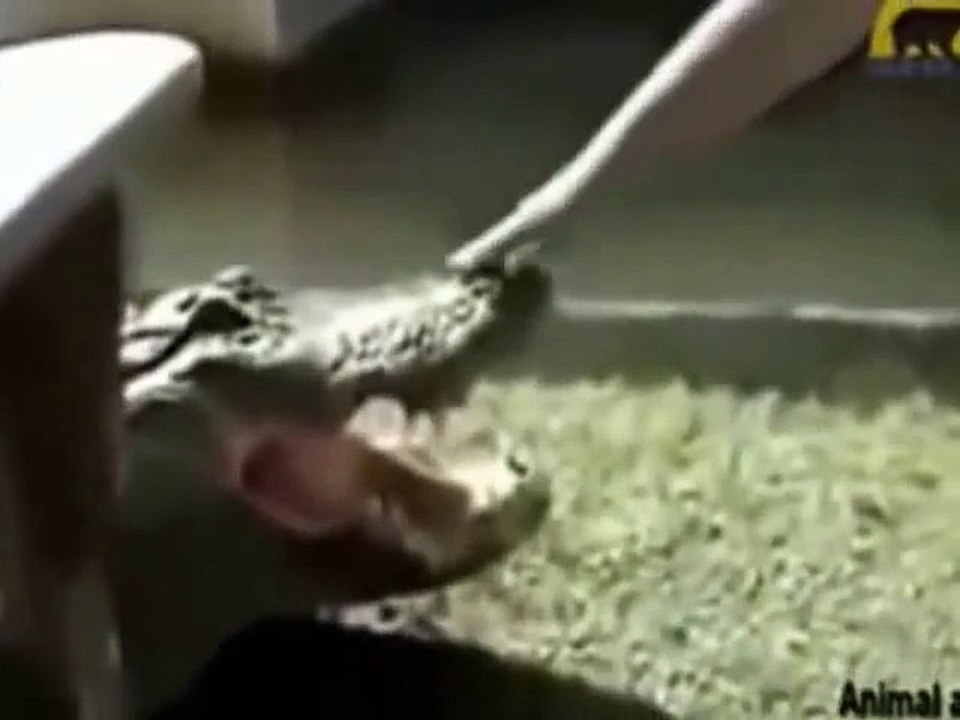 Crocodile Attacks Man - The terrifying moments a crocodile attacks