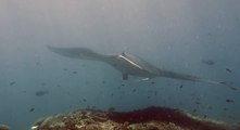 Diver Encounters Majestic Manta Rays Off Bali