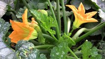 Vegetable Gardening: Growing Zucchini / Courgette: How to Grow