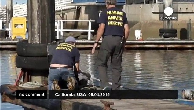 Thousands of sea lions rescued in California