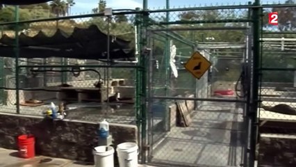 Les lions de mer victimes du réchauffement climatique