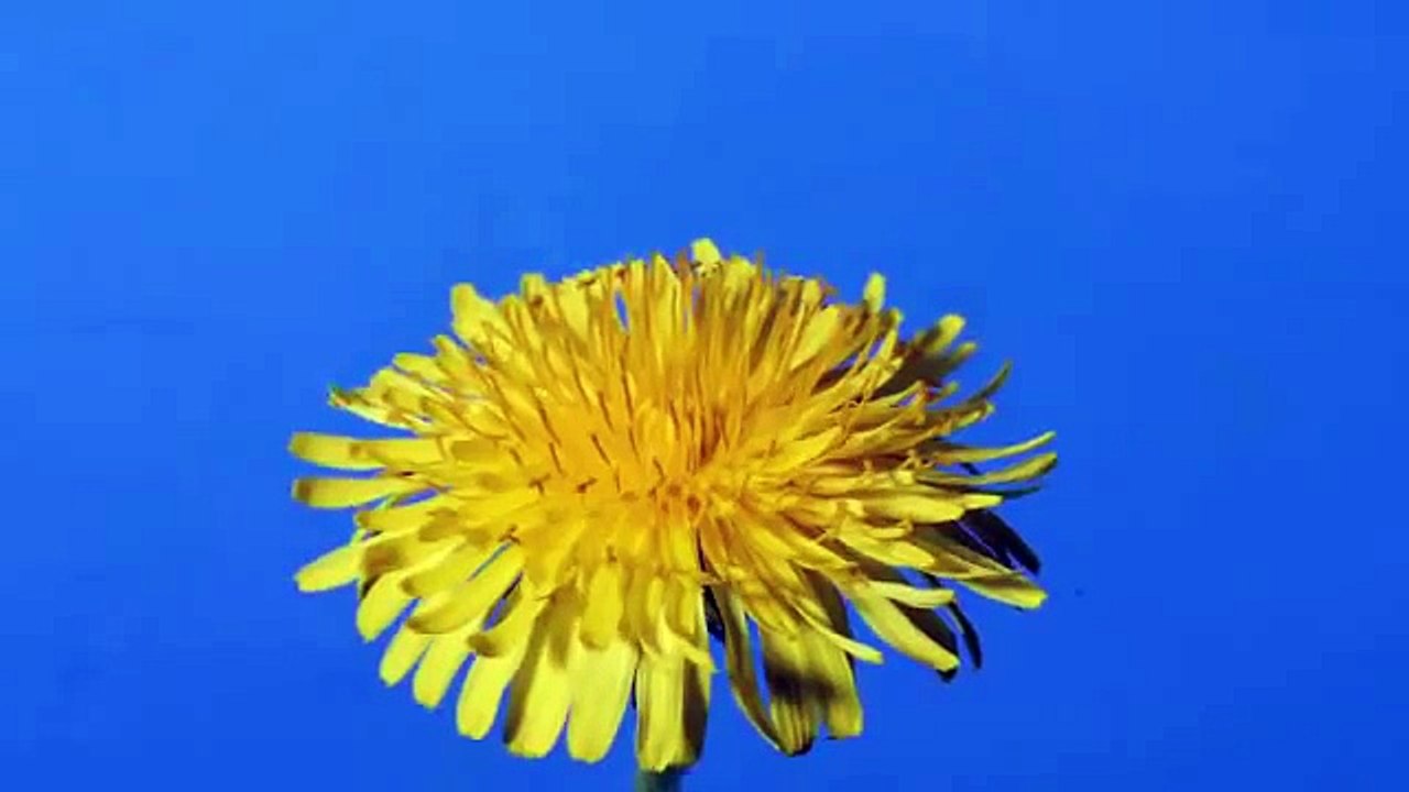 Time lapse Dandelion flower to seed head
