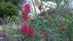 How to Prune Grevilleas - Australian Native Plants - Pruning Grevilleas