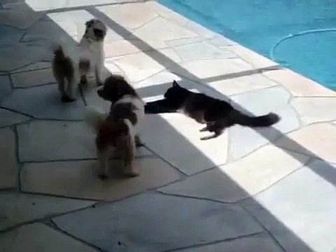 Un Chat Ennuyé par Deux Petits Chiens va Prendre sa Revanche