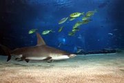 Georgia Aquarium - Scuba Diving With Whale Sharks