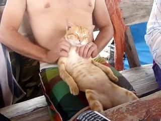 Il masse le chat comme un pro et il aime ça