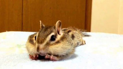 un écureuil aodrable s'étire de bon matin