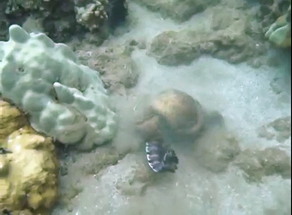 Moray Eels Fight to the Death!