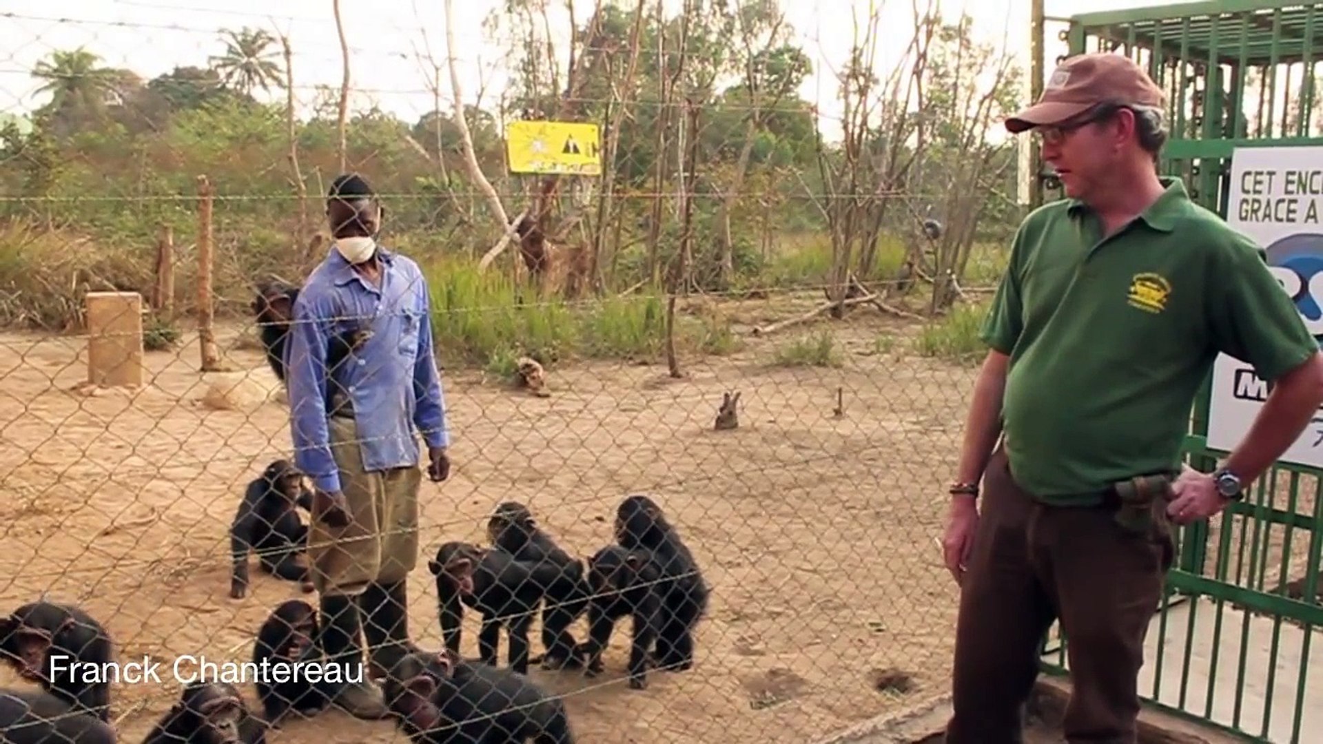 Cute orphan chimpanzee babies in Lubumbashi, DR Congo (The Forgotten Parks)
