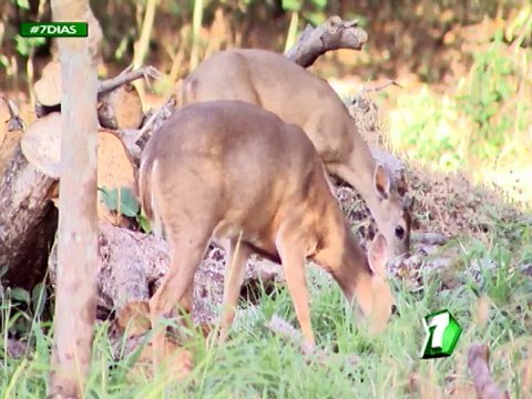 ¿En qué estado se encuentran nuestros parques nacionales? (Parte 1)