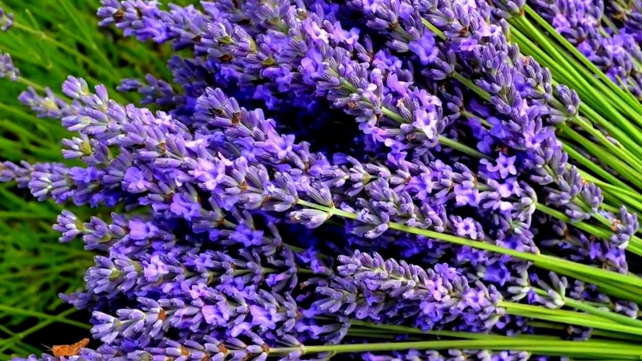 Bright Colors - Purple