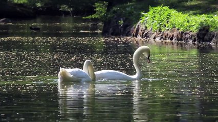 Paarung der Schwäne