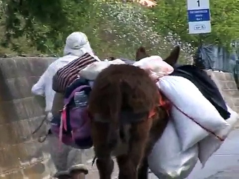 No muos, marcia della pace a piedi con un amico, un asino e un cane