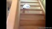 Comment ce chat descen t il les escaliers