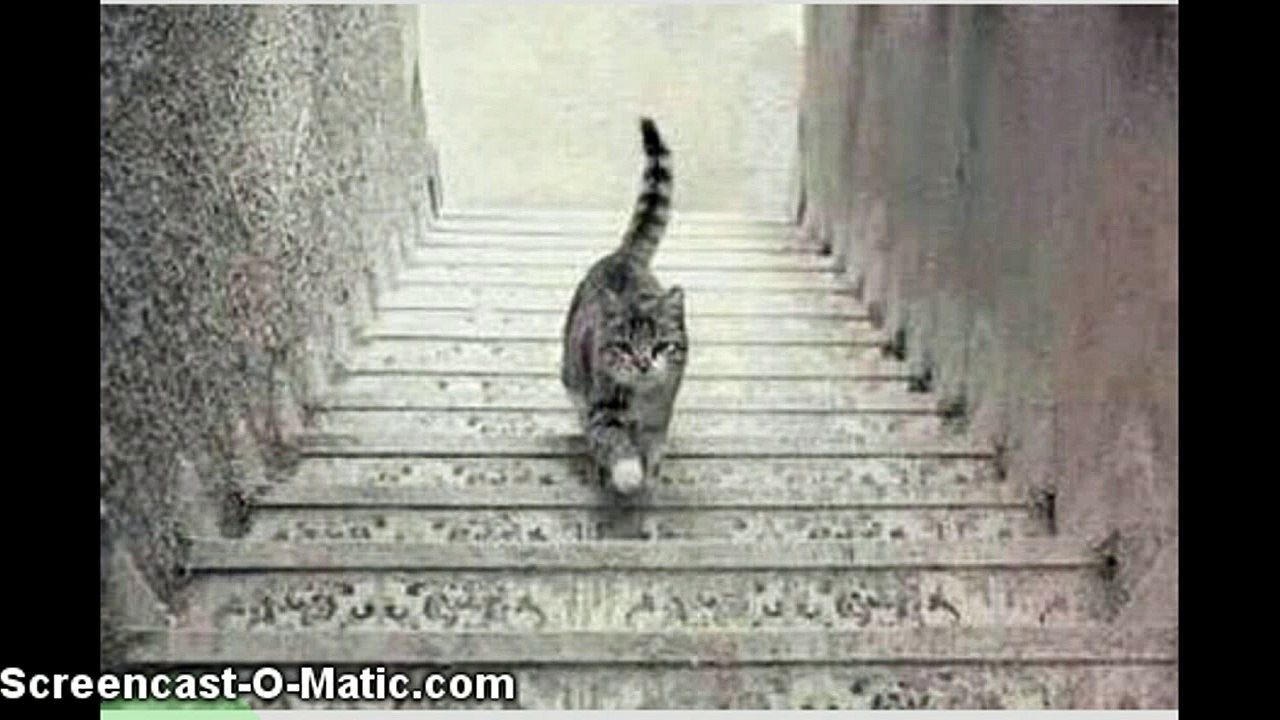 ¡Me pareció ver un lindo gatito!  Pero ¿El gato sube o baja las escaleras? ¿Usted que cree?