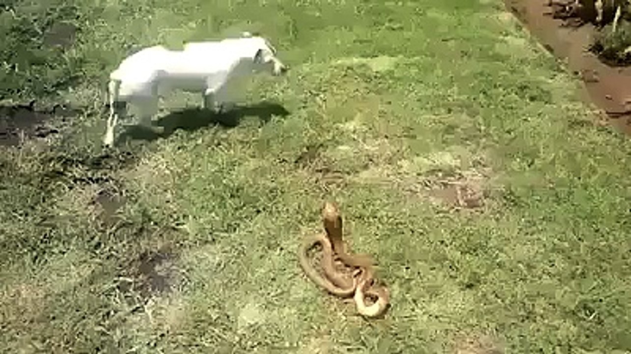 Dog & Snake Fight