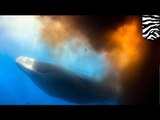 HORRIBLE : Quelle journée de merde! Un cachalot largue une mer** sur des plongeurs