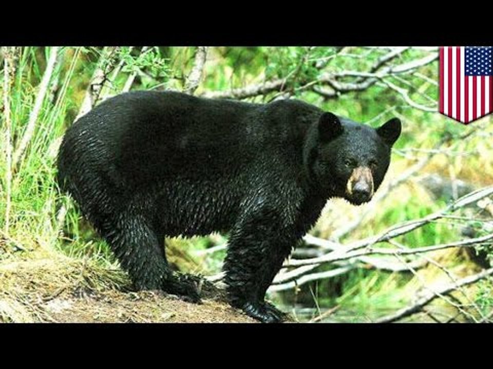 Idée de génie : Une femme caresse un ours et se fait dévorer la main