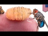 L’art de coexister : Un entomologiste d’Harvard laisse des asticots croître sous sa peau.