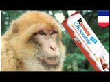 VIOLENCE POLICIÈRE: Des policiers français agressent un macaque au taser
