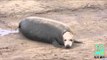 VIDEO: Un phoque donne naissance sur une plage en Angleterre
