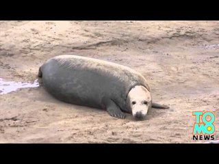 VIDEO: Un phoque donne naissance sur une plage en Angleterre