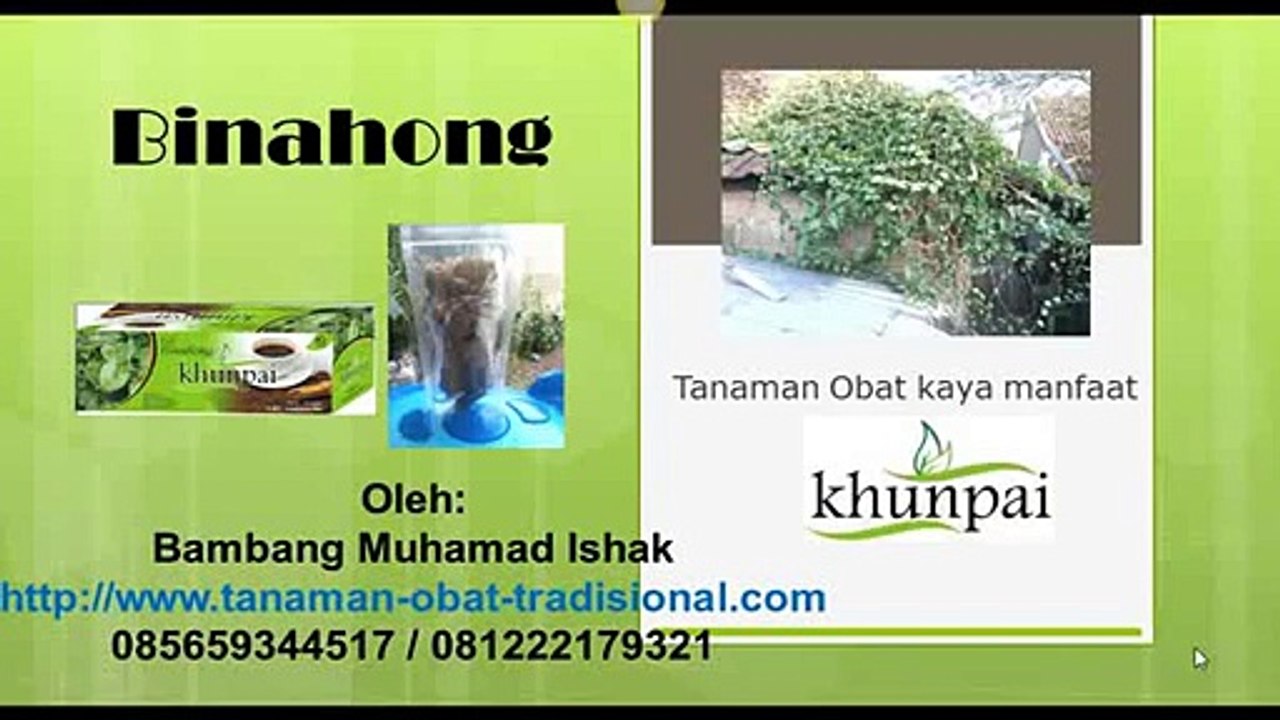 binahong Jual khasiat manfaat 085659344517