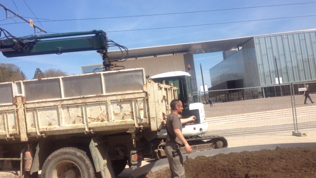 Le grand hêtre poupre abattu aux Jacobins