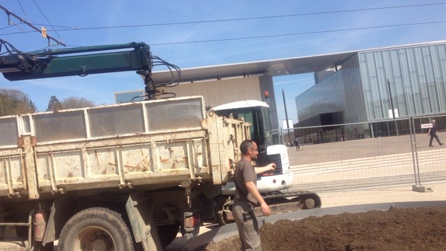 Le grand hêtre poupre abattu aux Jacobins