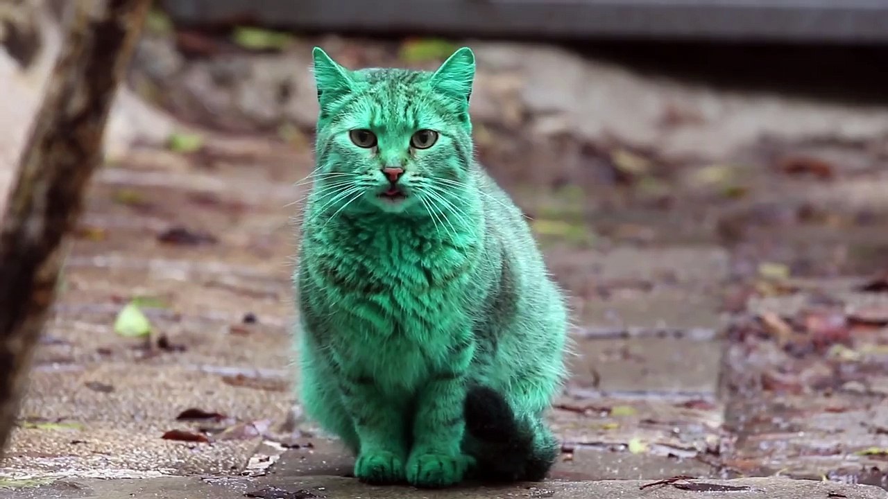 Conheça o mistério do gato verde da Bulgária