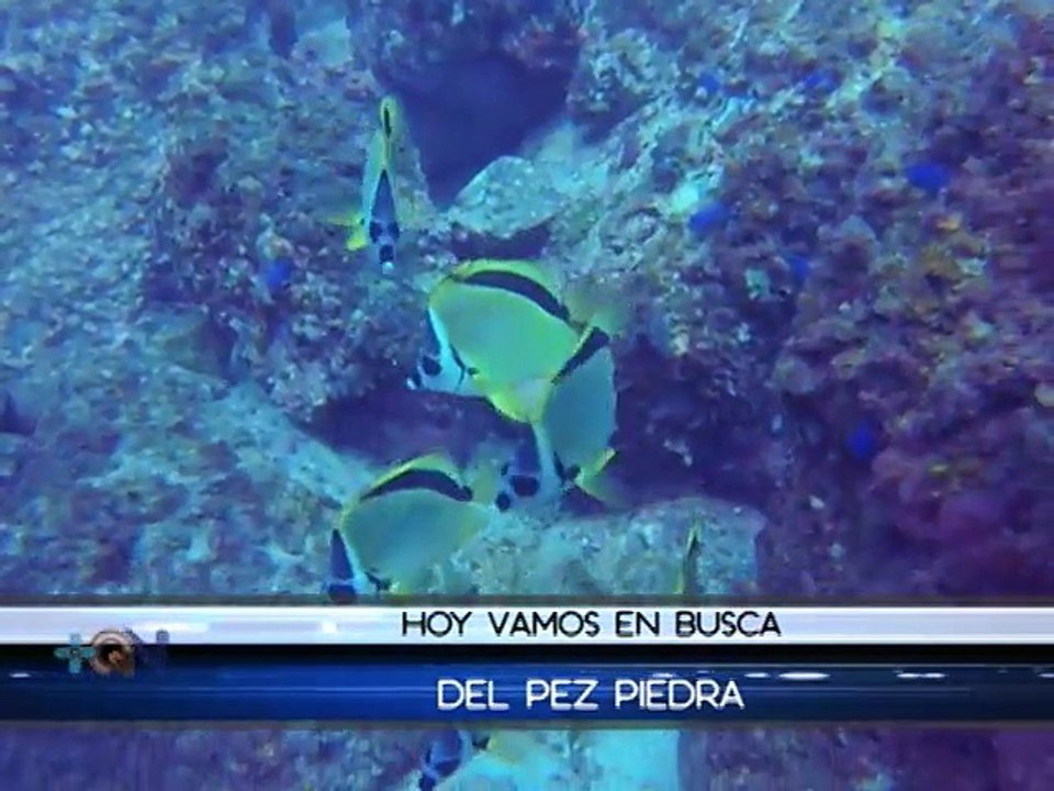 Mar Adentro: Conozca en Bahía Culebra al pez que se camufla aparentando ser una piedra