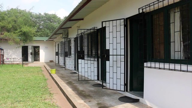 Ratas gigantes que detectan la tuberculosis