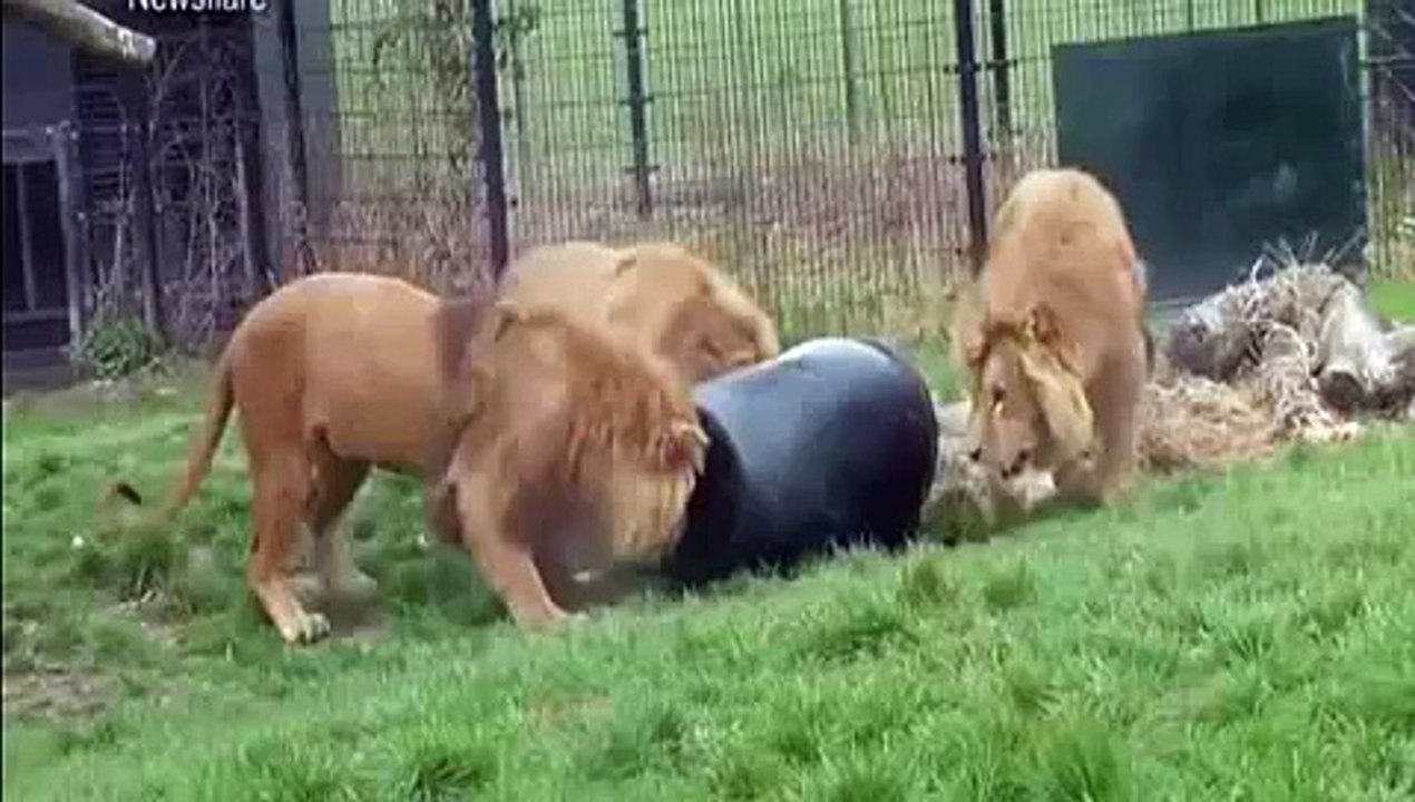 Head of Lion gets struck in barrel(dram)