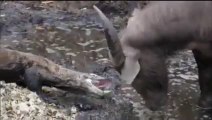 OMG!!! Daring Komodo Dragons Hunt Buffalo
