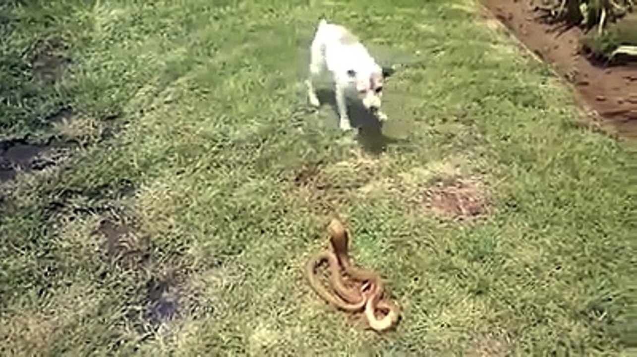 Dog VS Snake