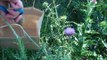 Thistle Farms' Guide to Harvesting Thistles - Thistle Farms