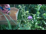 Thistle Farms' Guide to Harvesting Thistles - Thistle Farms