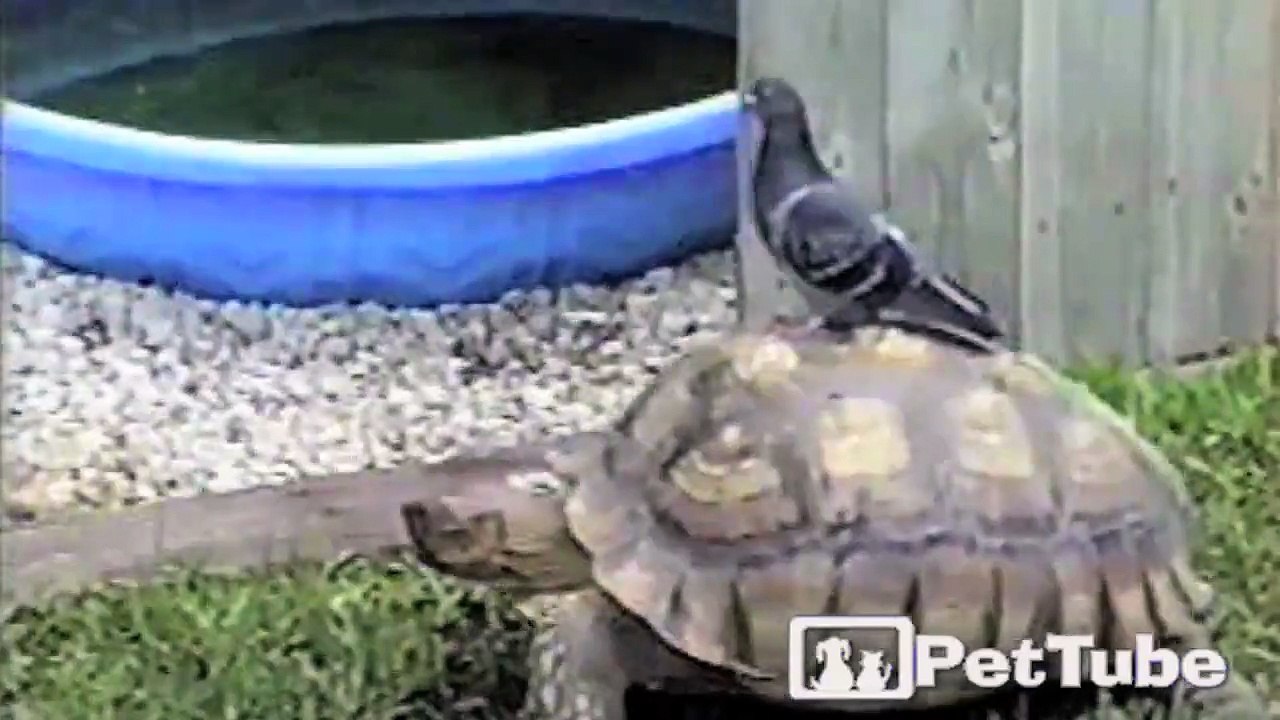 Tortoise and the … Pigeon