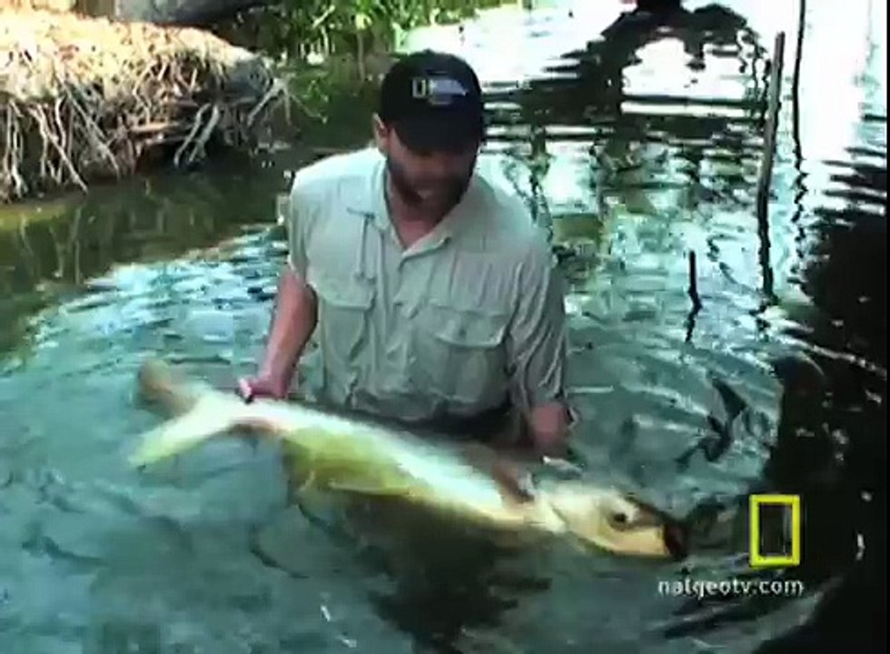 Mekong Giant Catfish