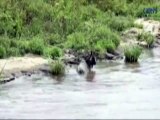 Un hipopótamo salva a un ñu del ataque de un cocodrilo