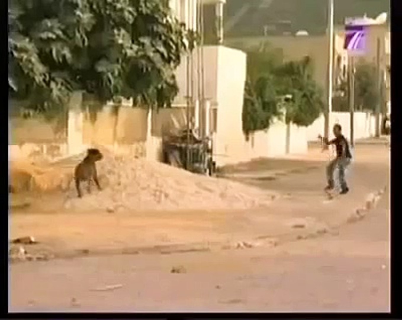 Funny Dog Prank Arab funny dog funny dog vieo funny dog vieo 2015